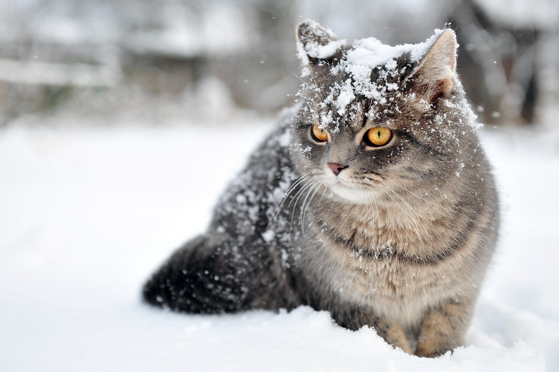 neige hiver chat