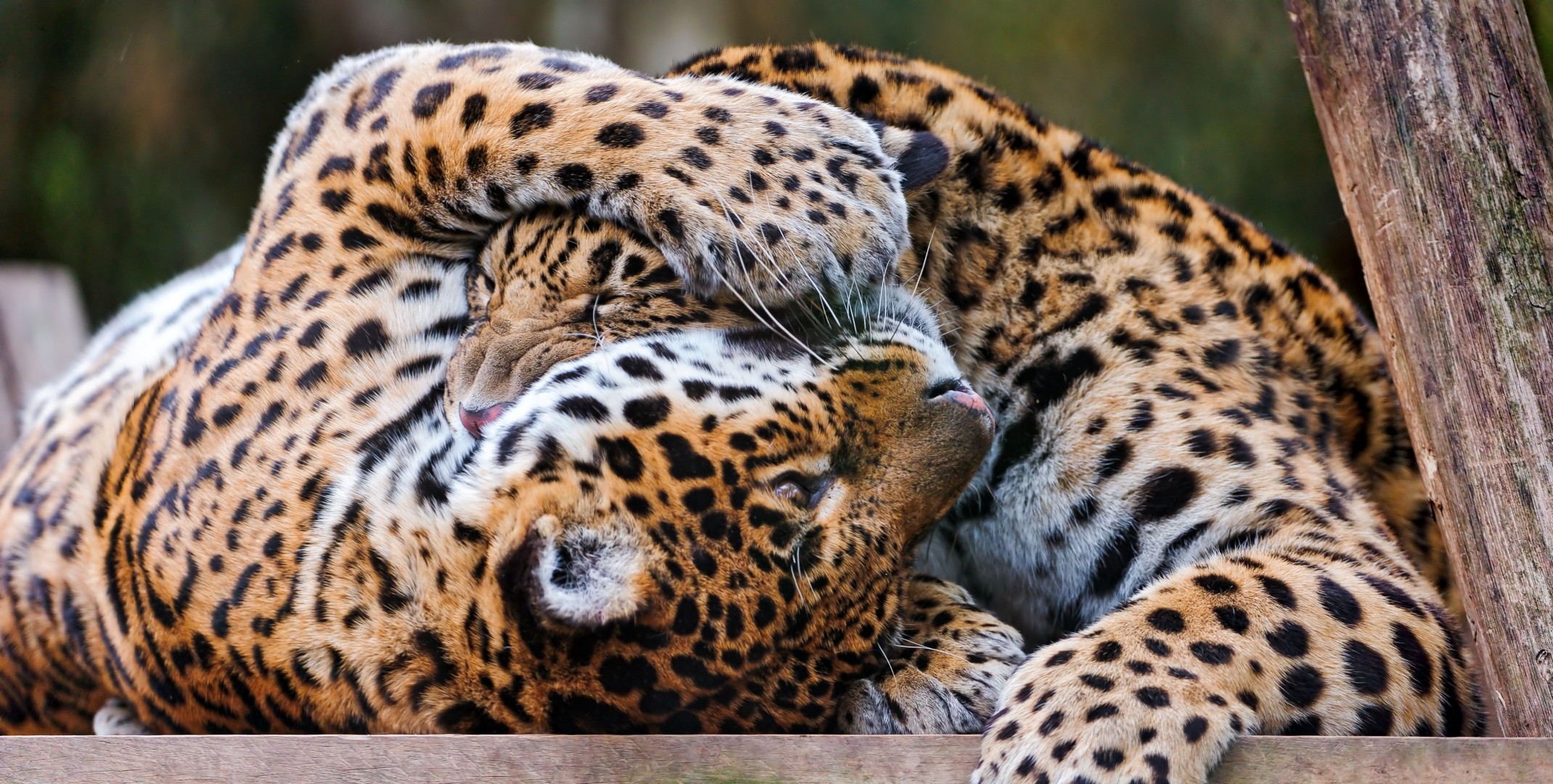 léopard prédateurs couple