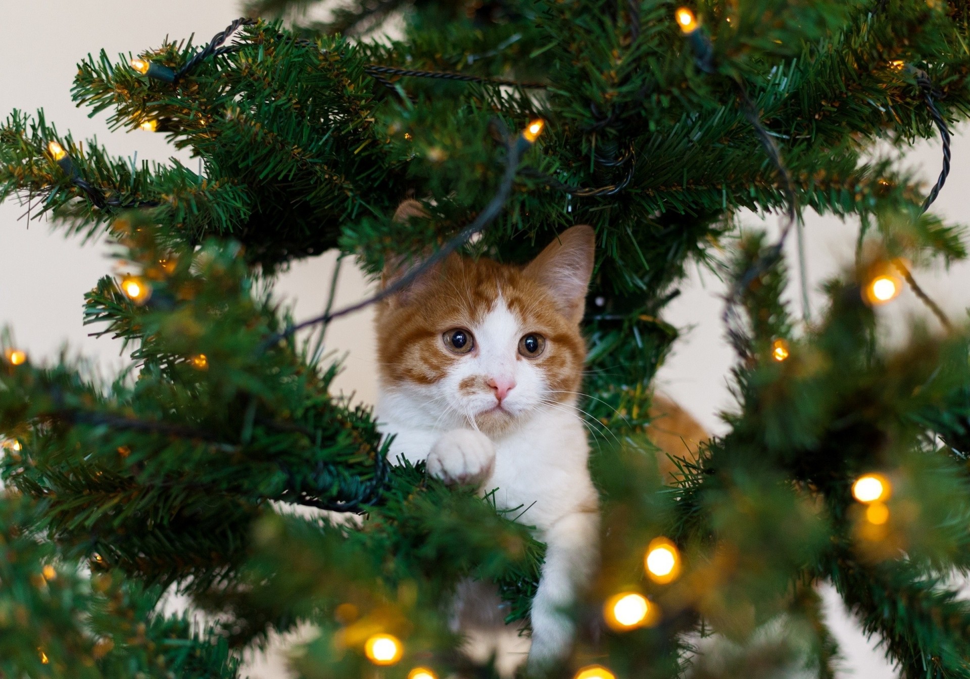 arbre de noël chat rouge blanc