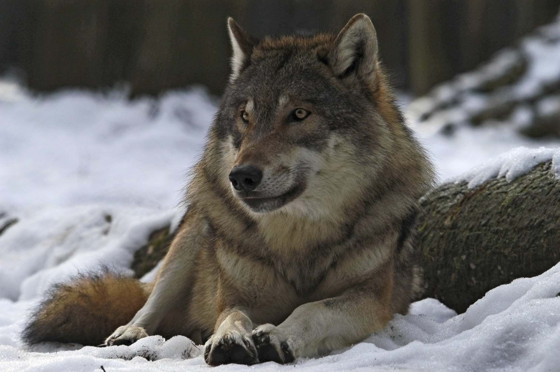 wald winter anführer wolf mann