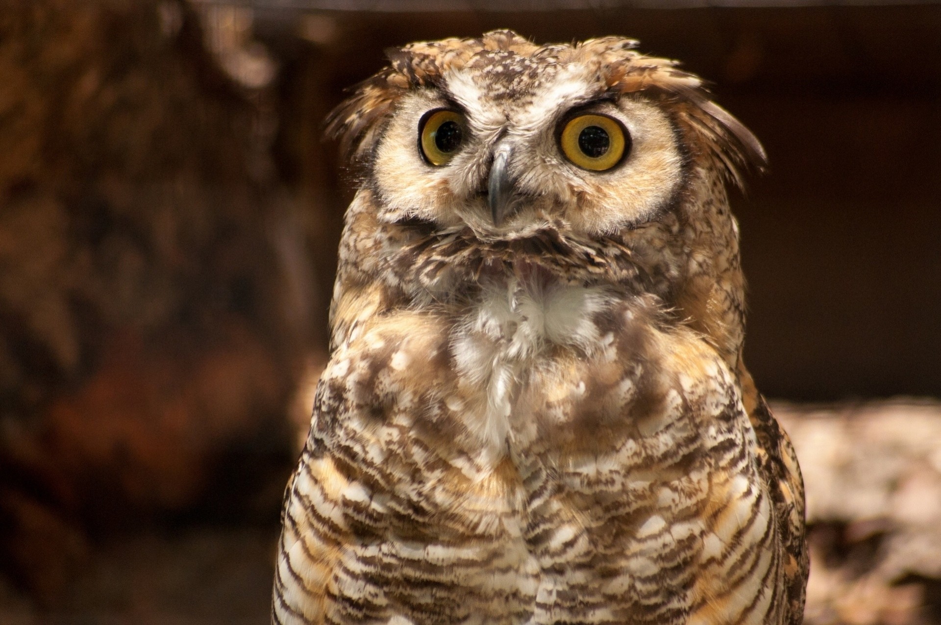 oiseaux hibou de virginie hibou