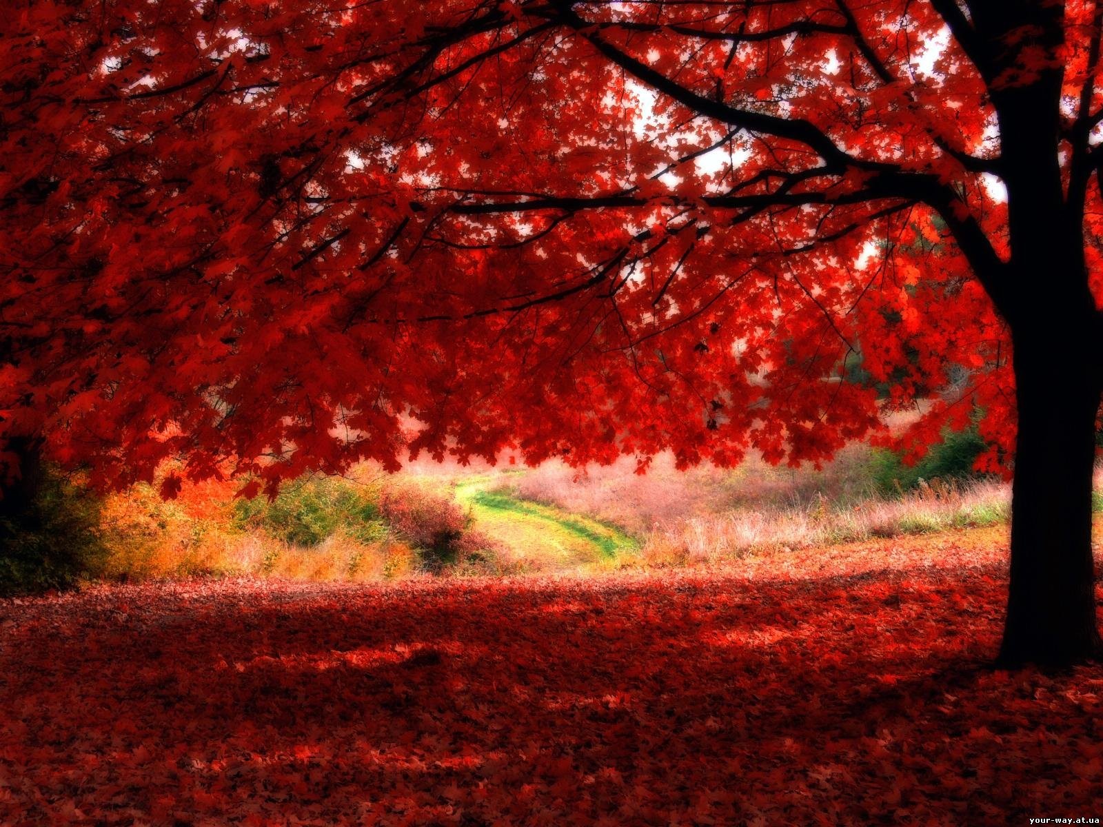 alberi autunno foglie