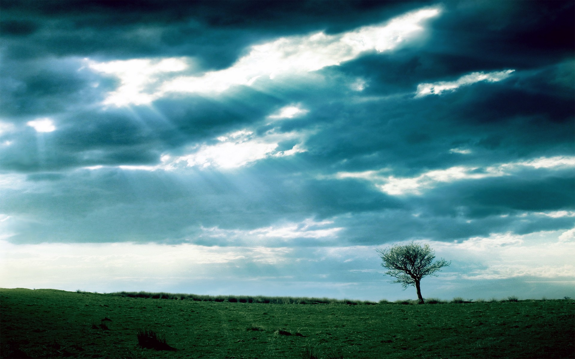 campo rayos árbol