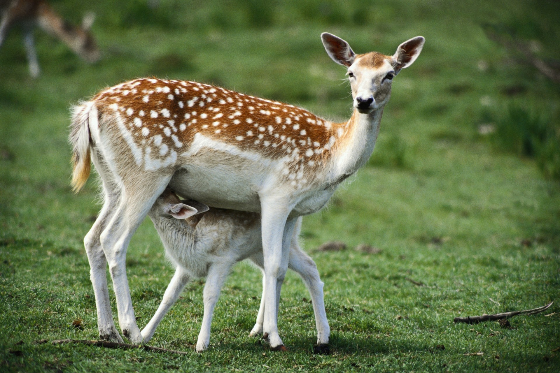 baby grass spotted deer