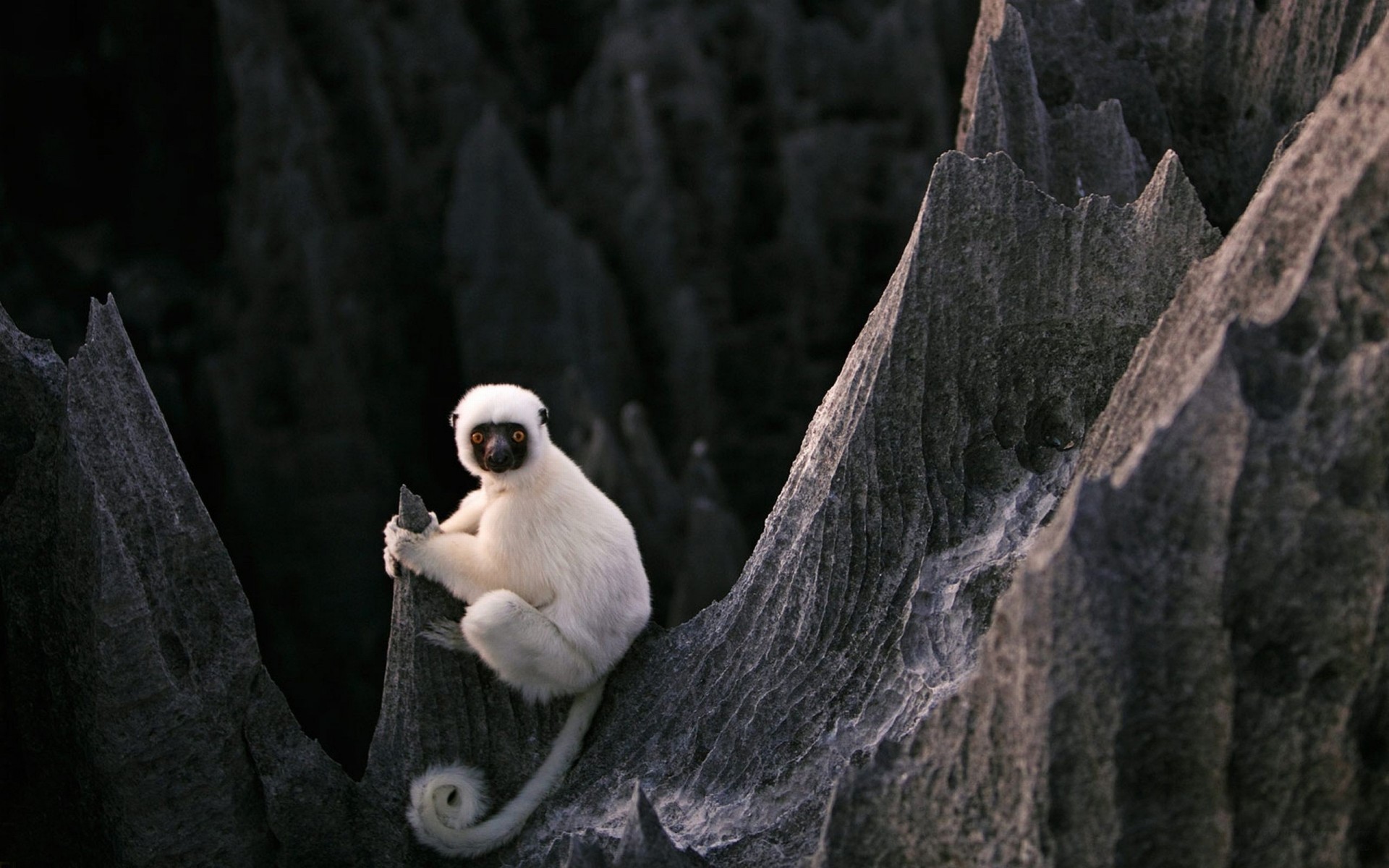 kamienie lemur