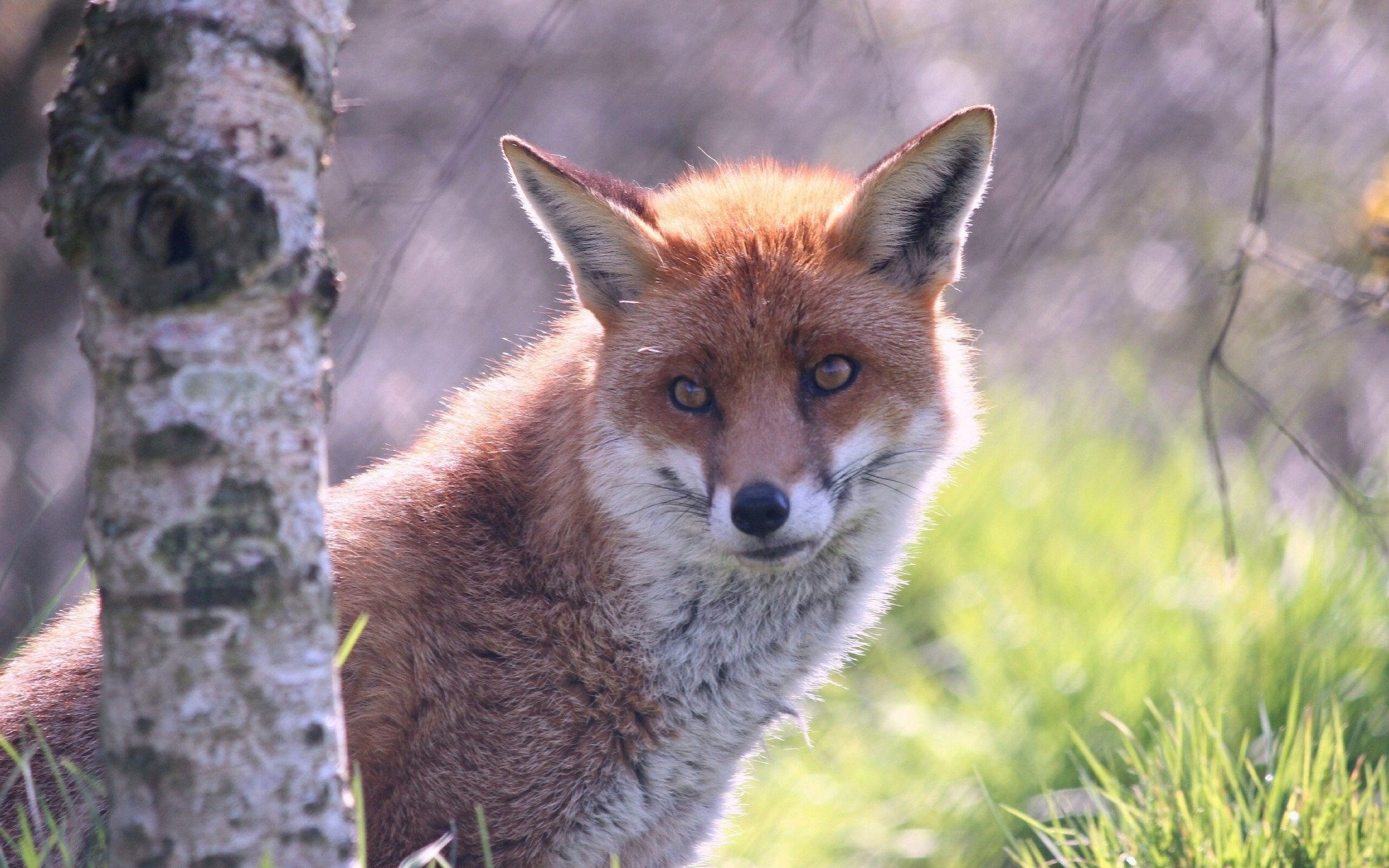 birch fox red tree