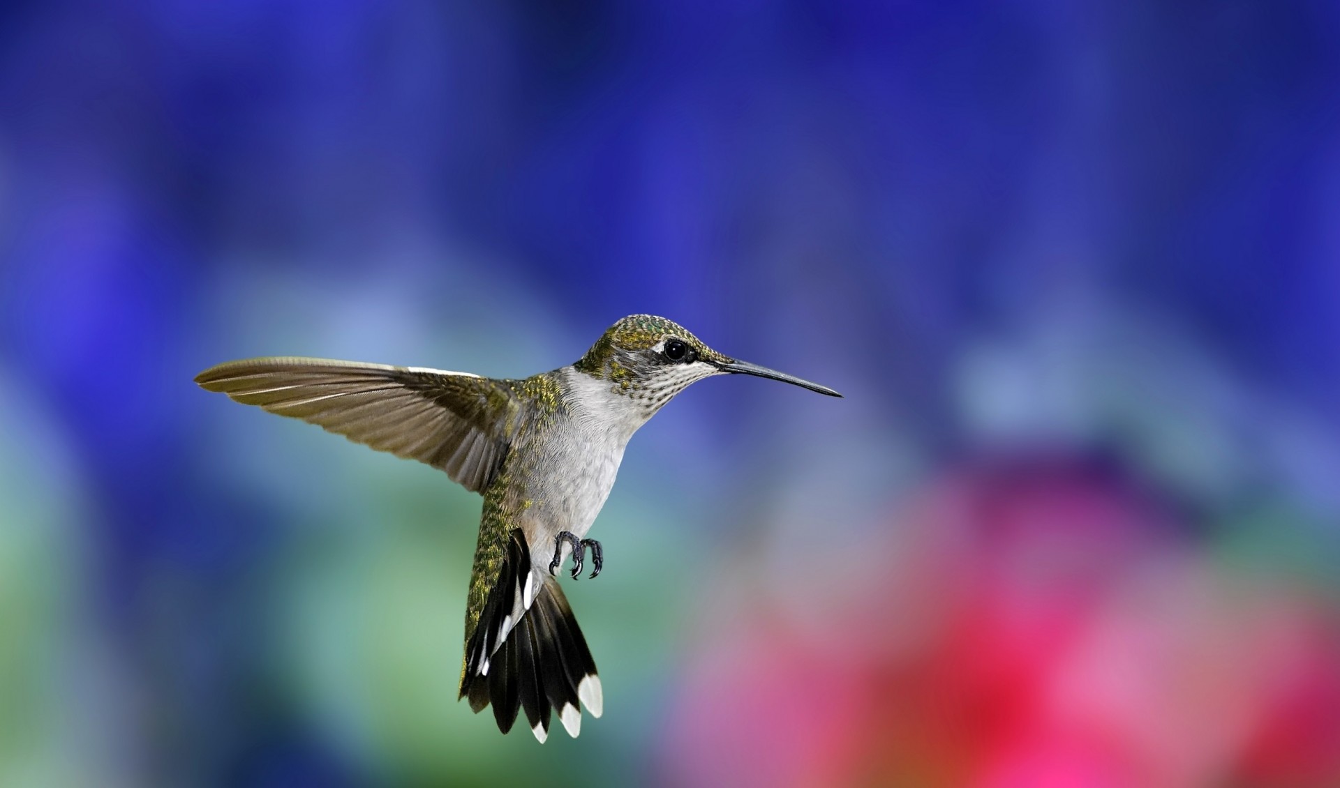 colibrì uccelli sfondo sfocatura ali sbattere