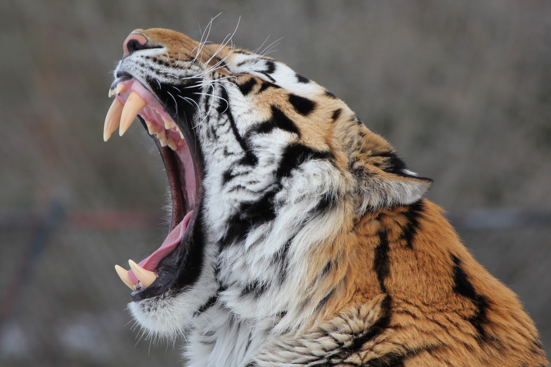 dientes tigre de amur tigre boca colmillos gato salvaje bostezos