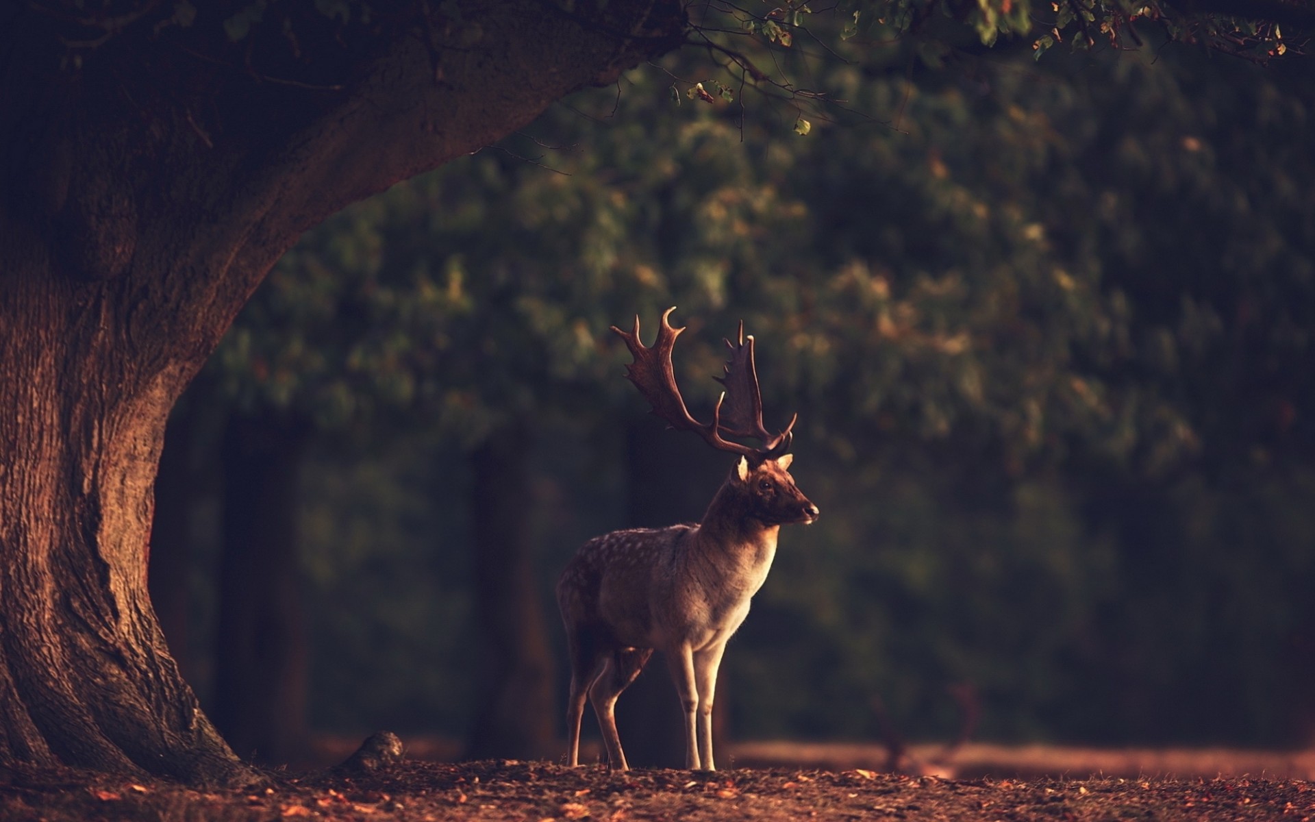 animales bosque ciervos naturaleza