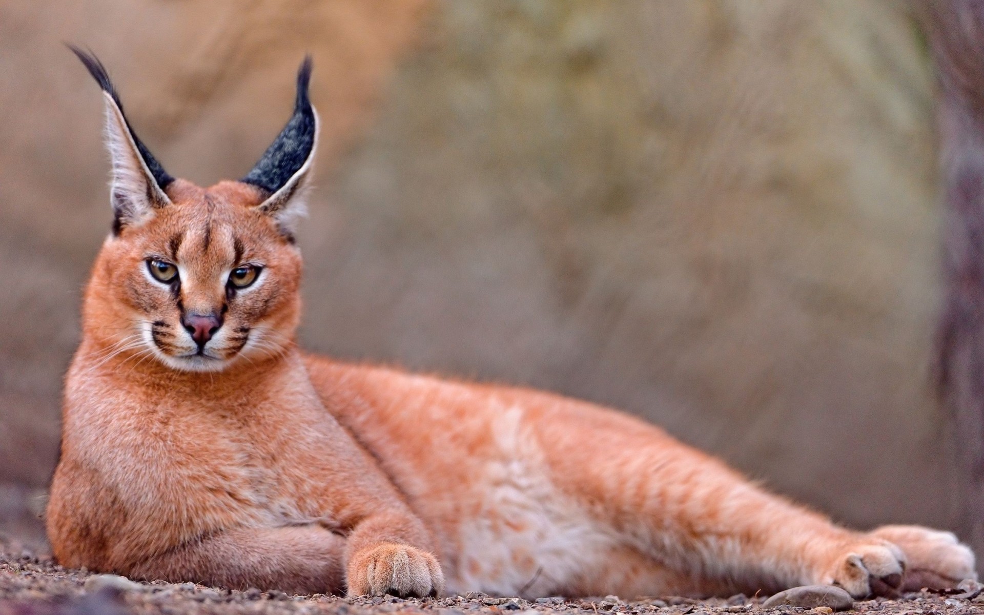 caracal descanso encantador