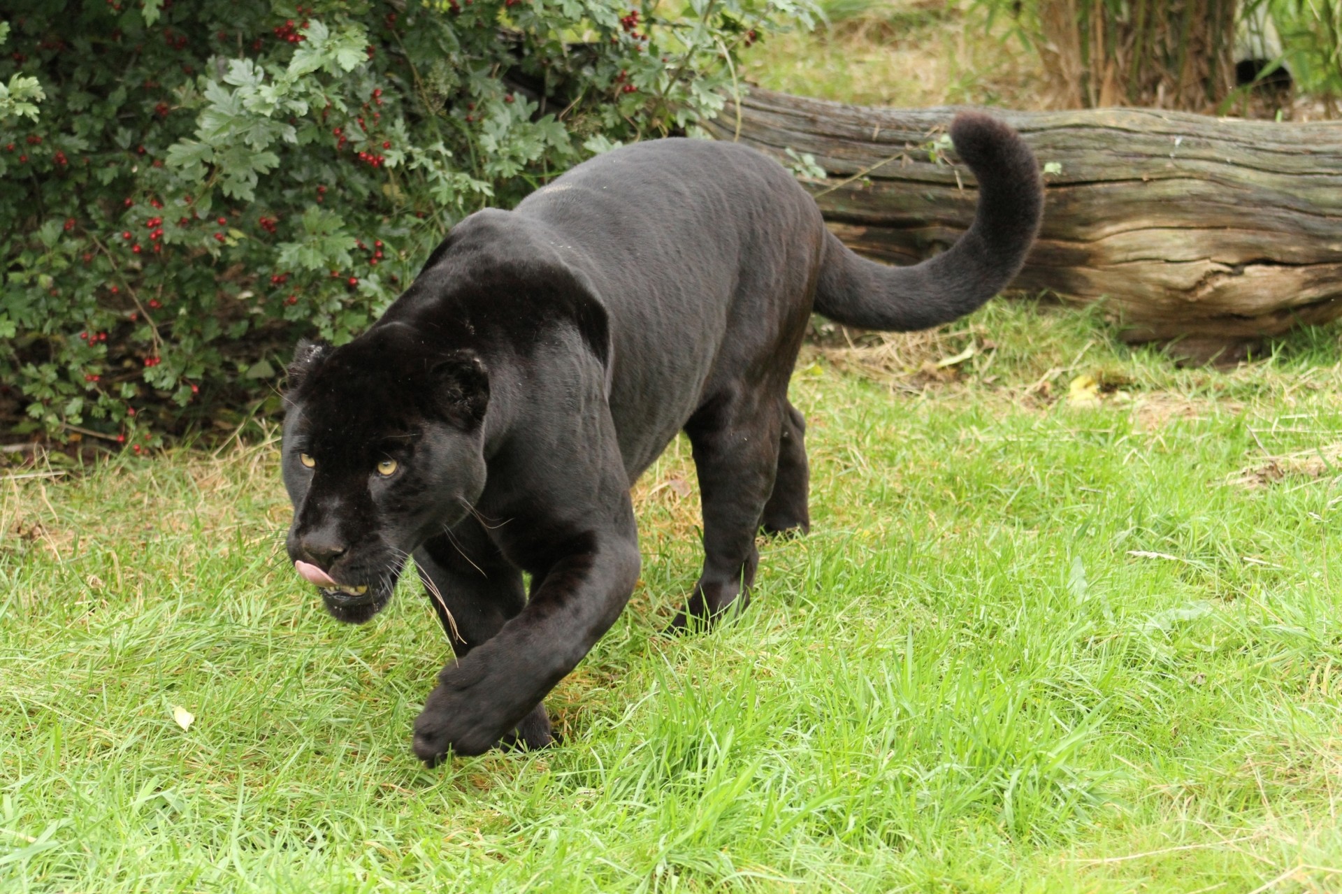 wildkatze jaguar panther raubtier schwarzer jaguar