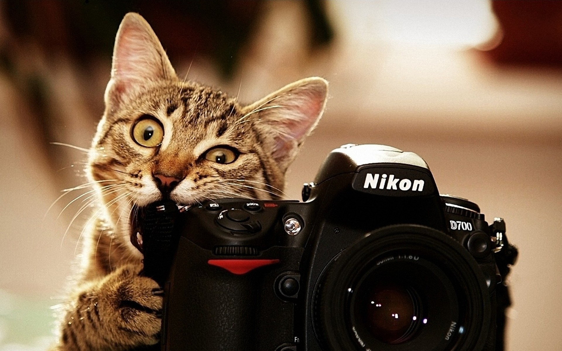 kamera nikon situation spaß katze