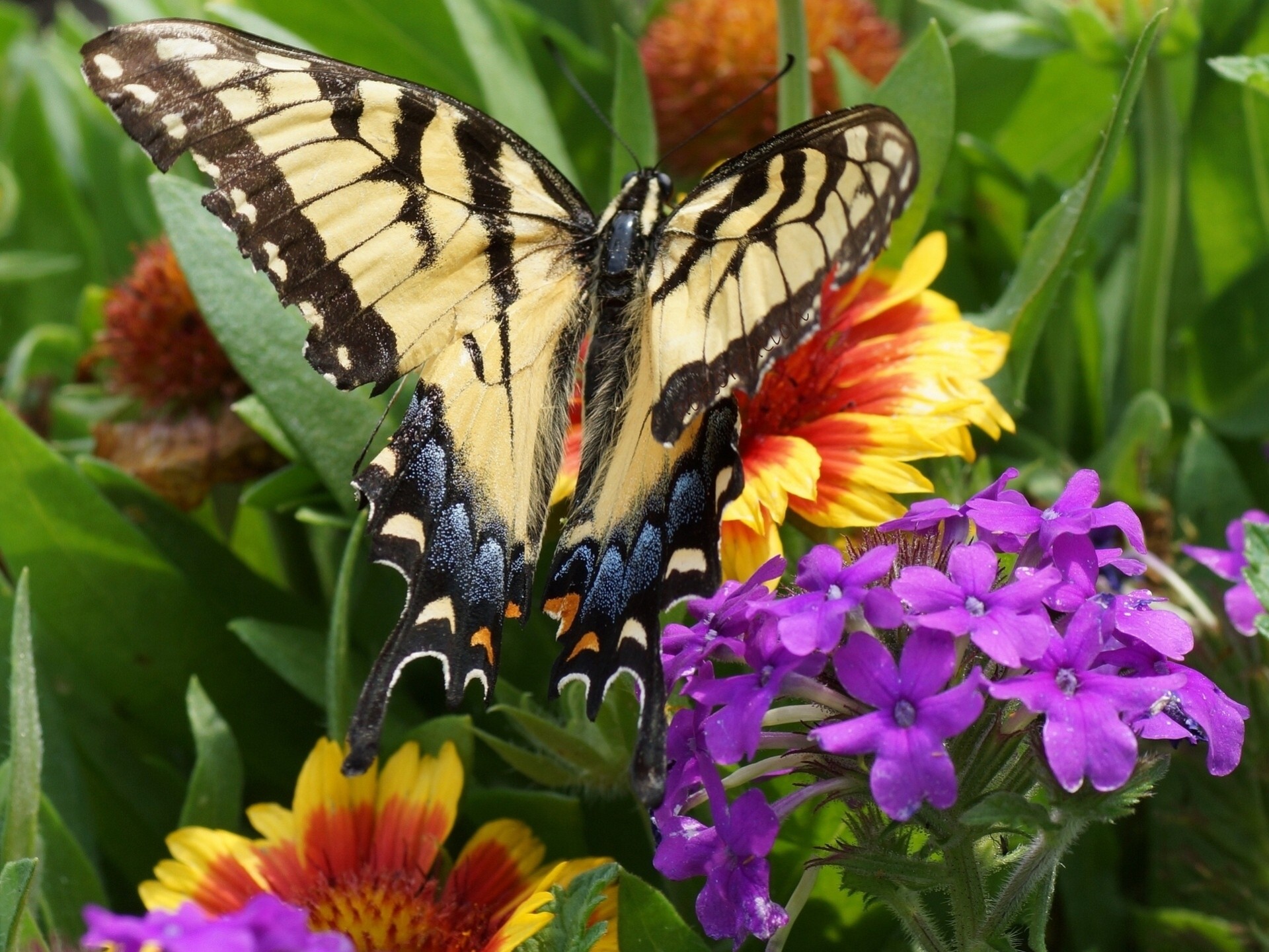 makro hintergrundbeleuchtung blumen