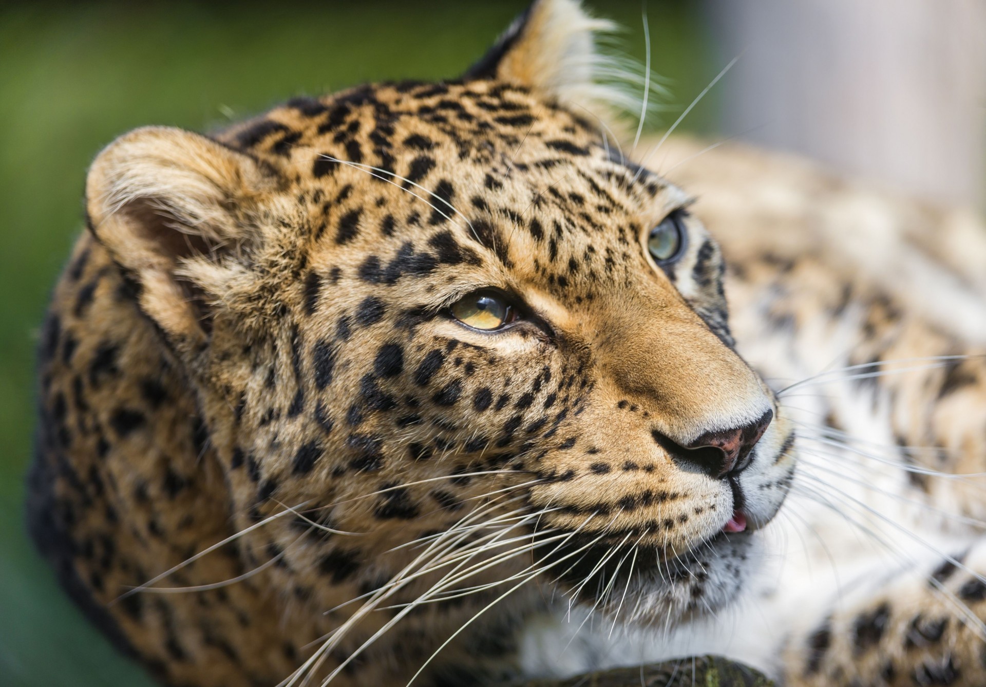 zähne wildkatze raubtier leopard