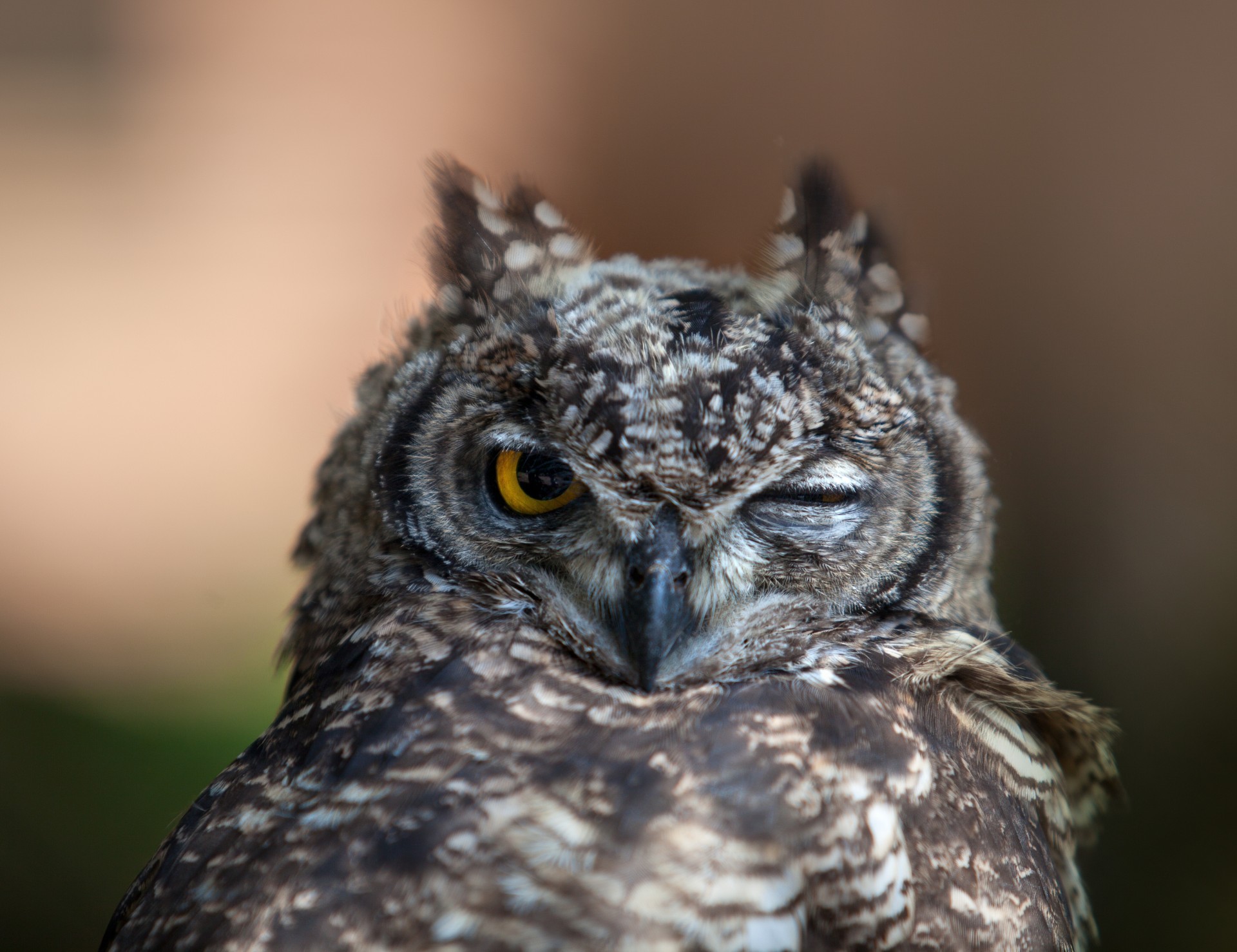 zähne raubtier vögel eule zwinkern schnabel federn