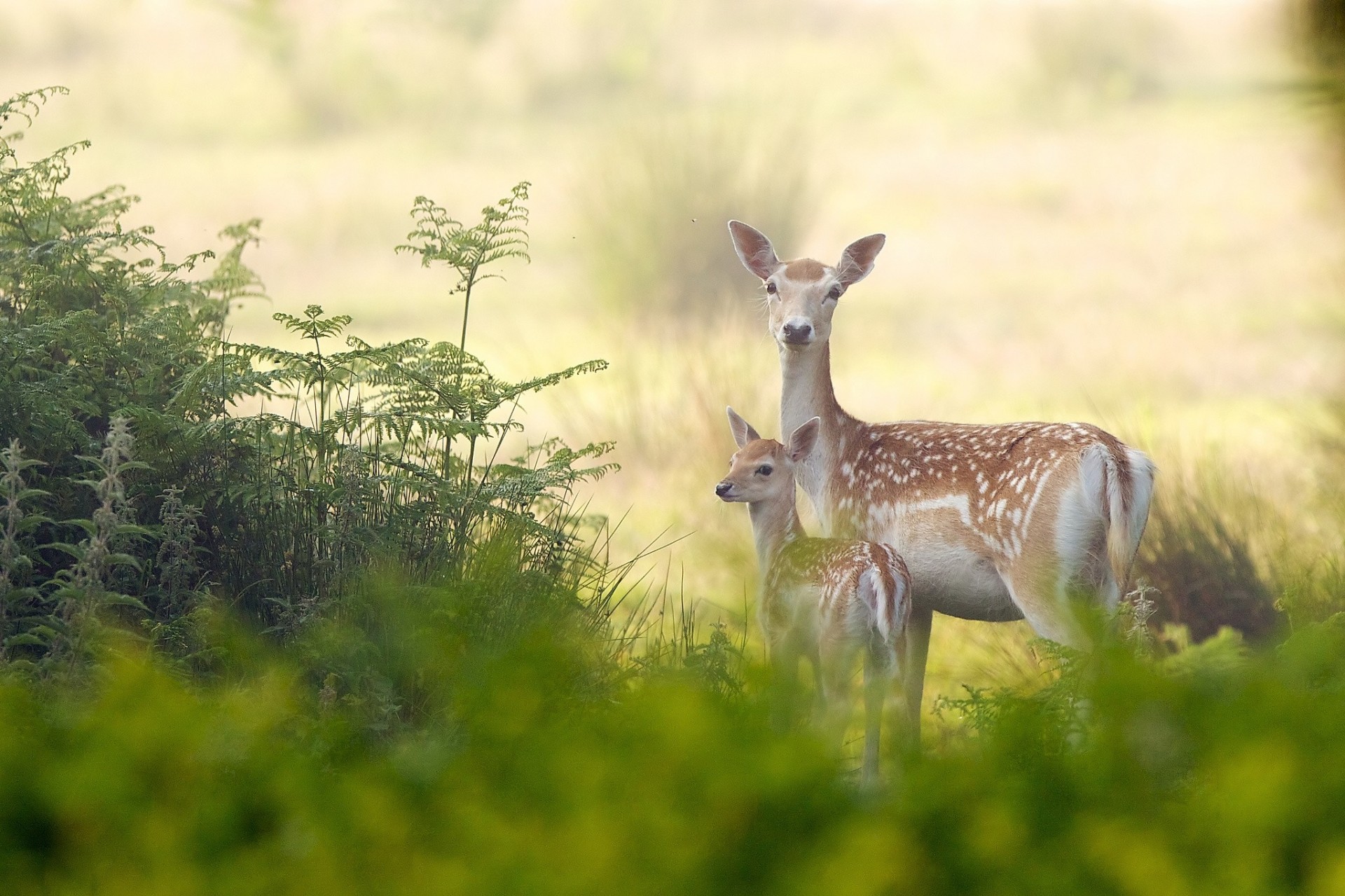 reindeer baby maternity deer