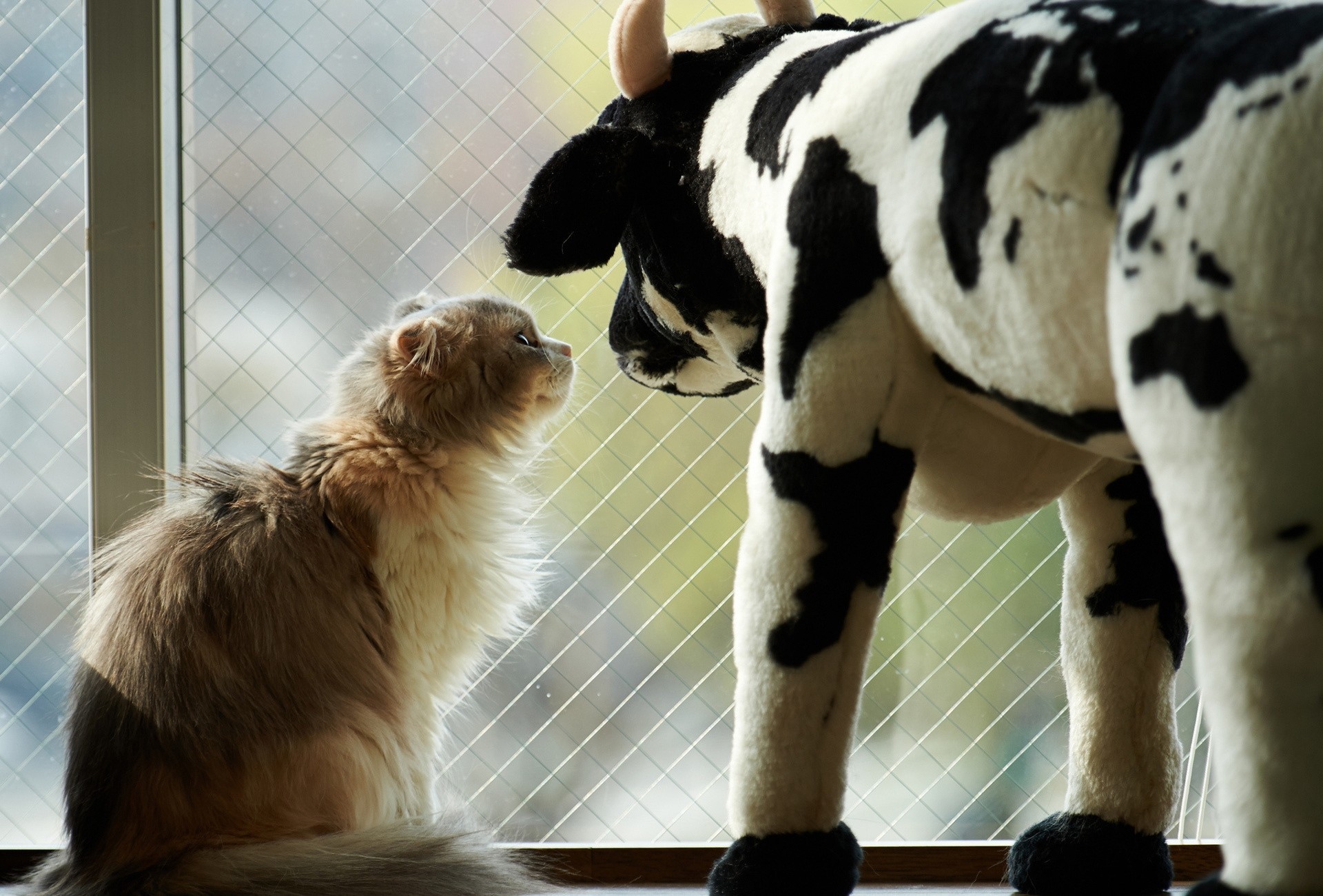 mucca finestra gatto giocattoli