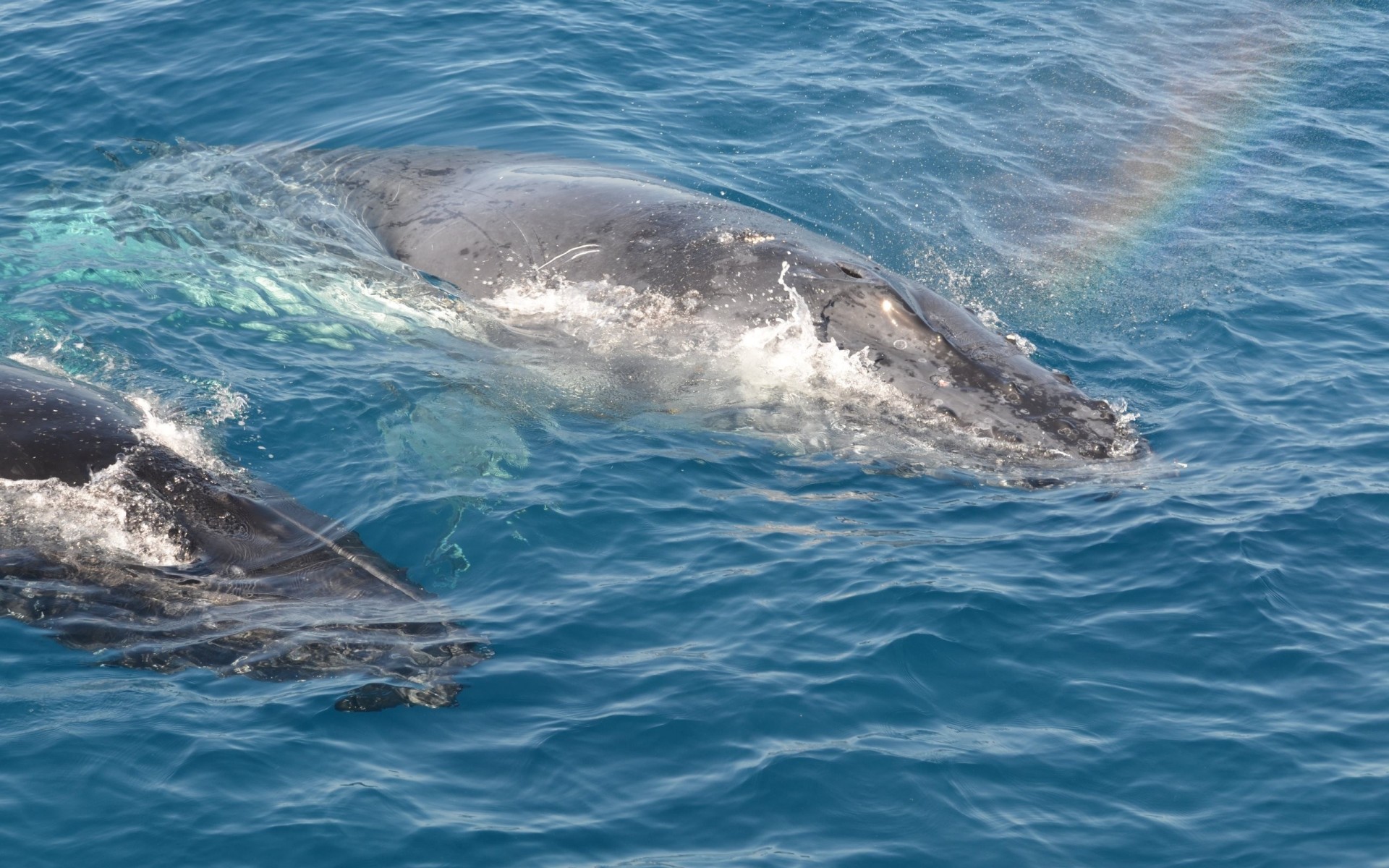 australia schody fale czapki ocean