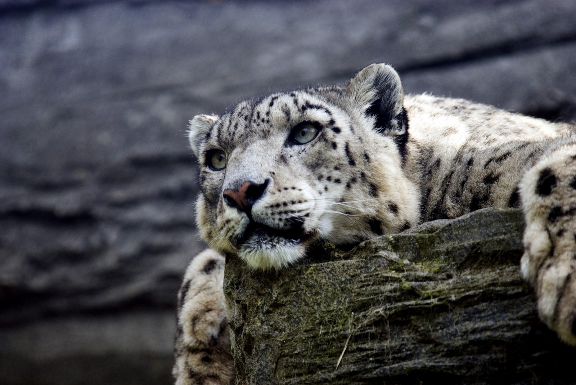 gatto selvatico bestia denti leopardo