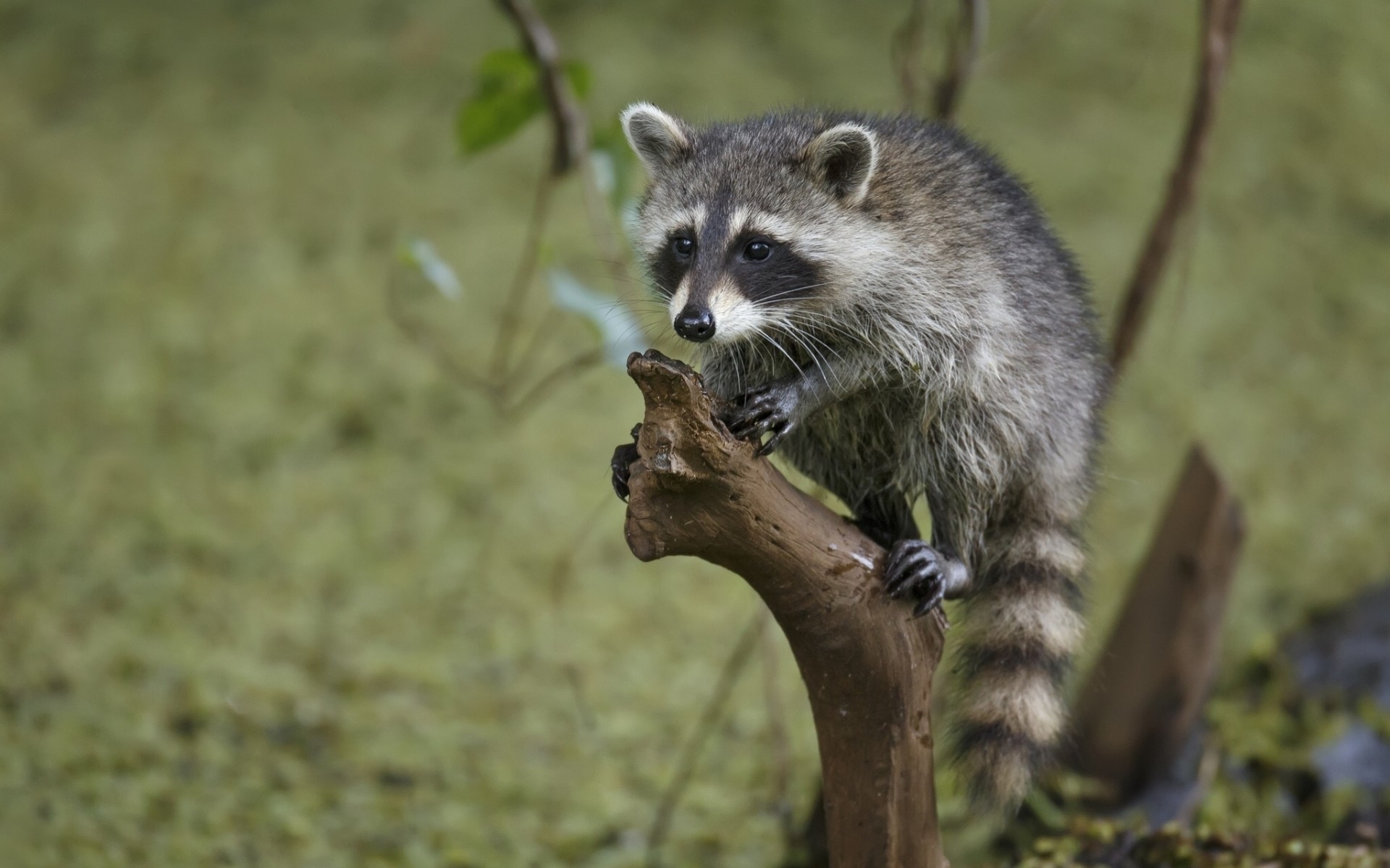 jungtier waschbär hündin