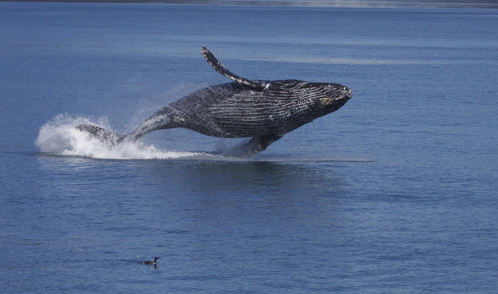 alaska aves océano agua submarino ballena jorobada jorobado rayas de brazo largo cuervo