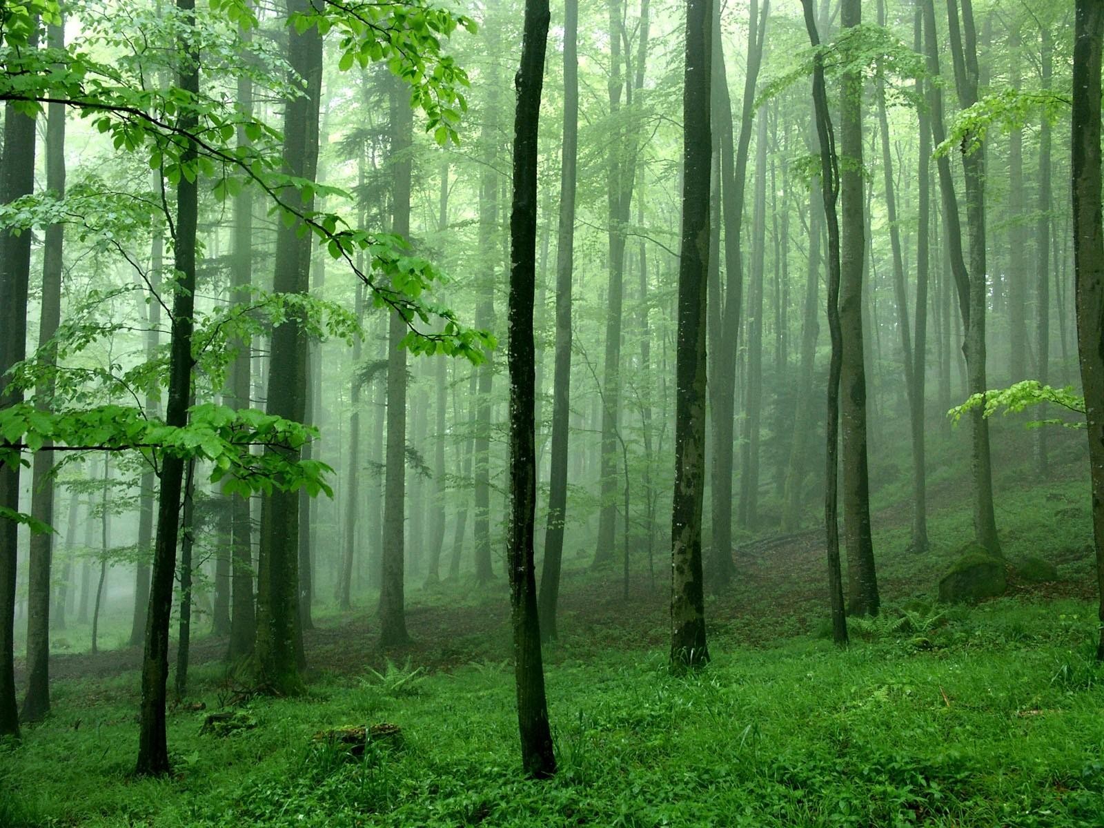 bosque árboles niebla