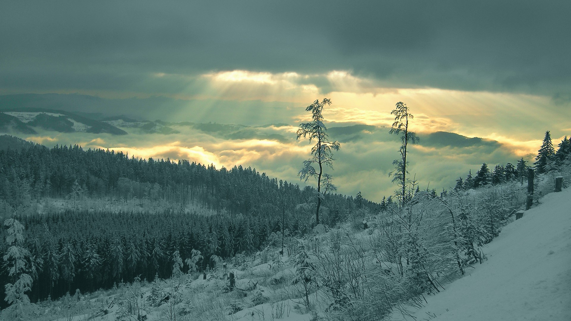 promienie las śnieg