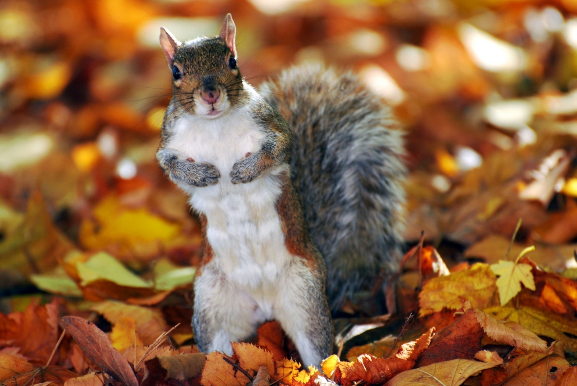 blatt herbst stand husky