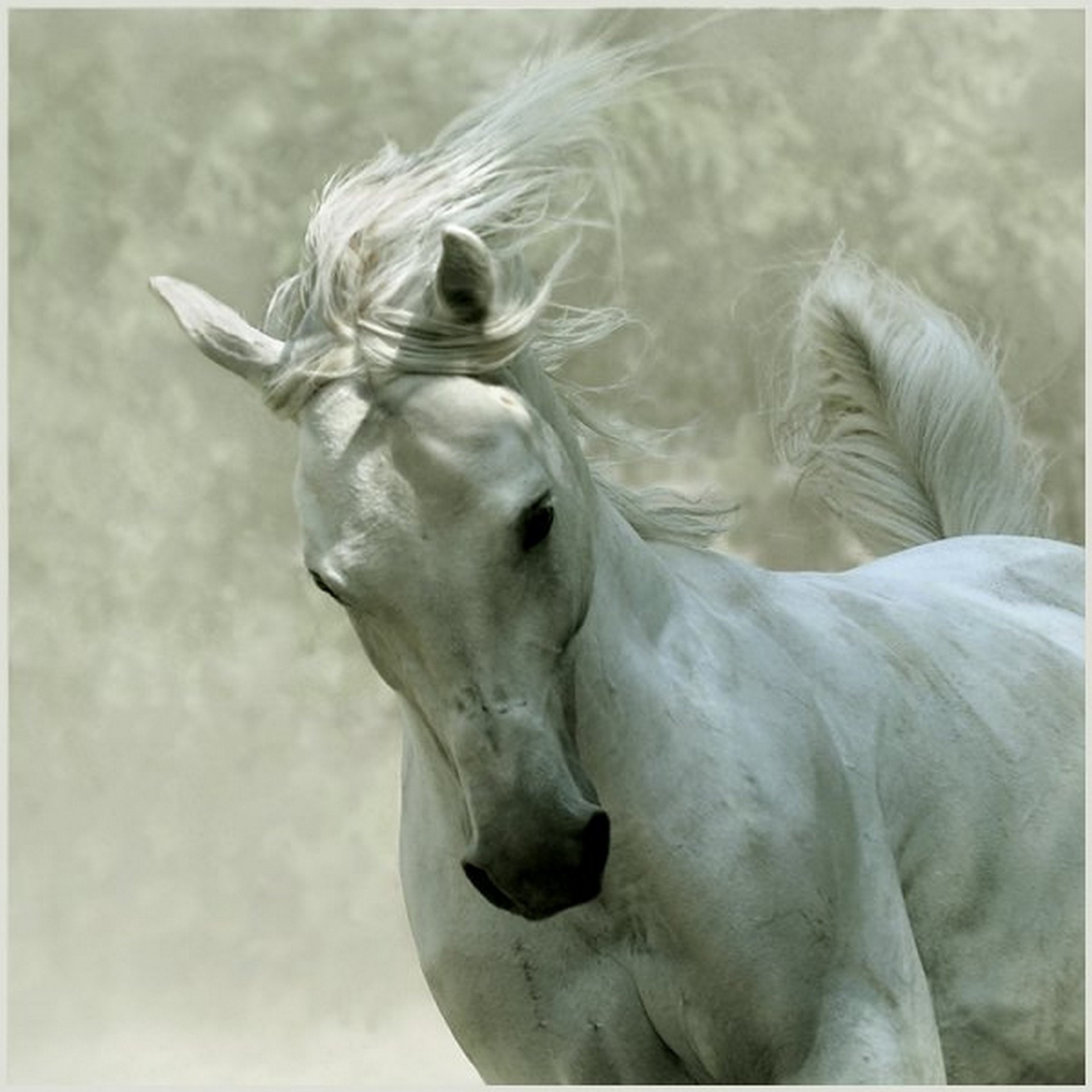 horse white mane