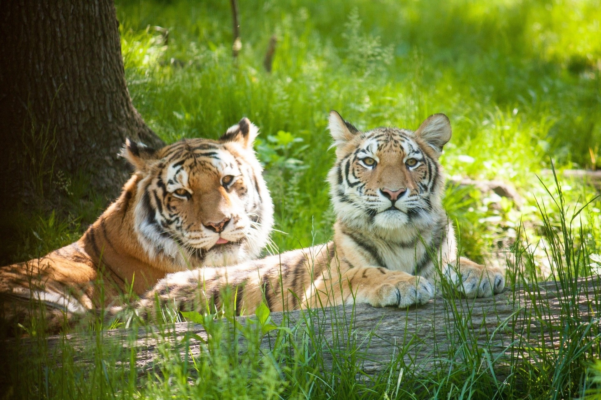 chats sauvages tigres cub chapeaux tigre couple famille