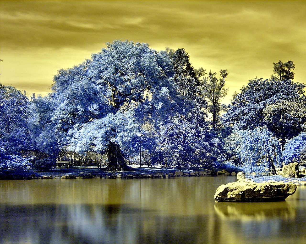 paesaggio foresta lago