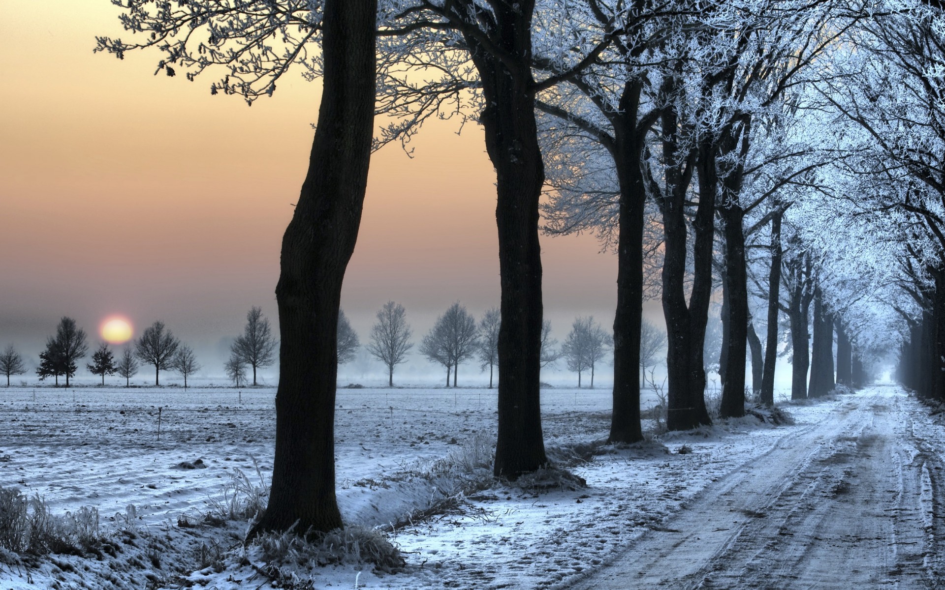 winter schnee bäume straße spuren