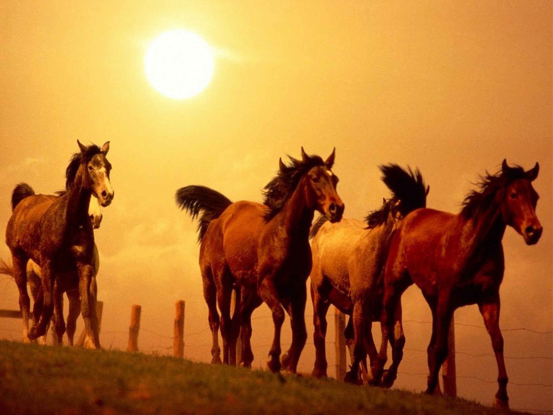 course chevaux coucher de soleil