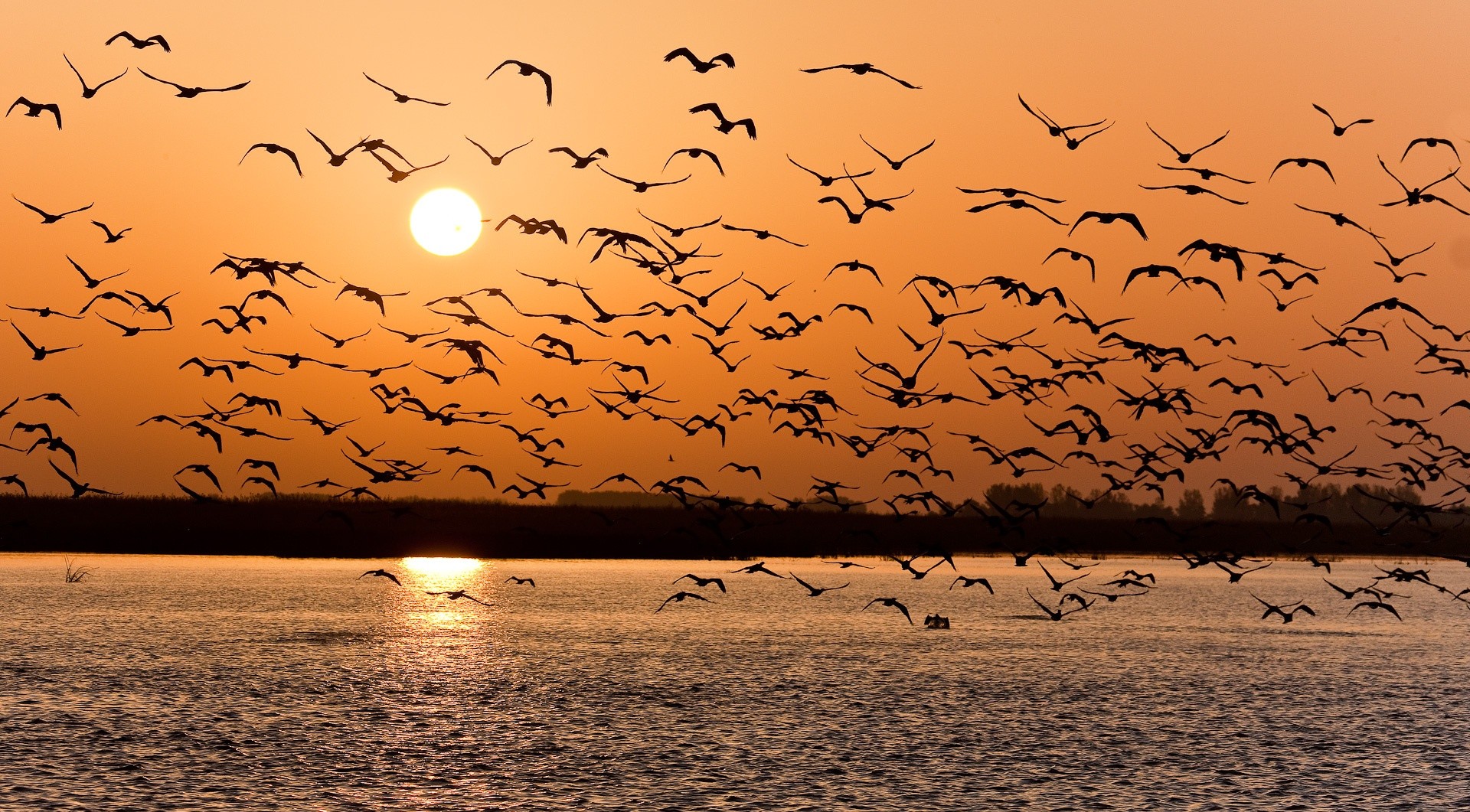 coucher de soleil lac oiseaux troupeau