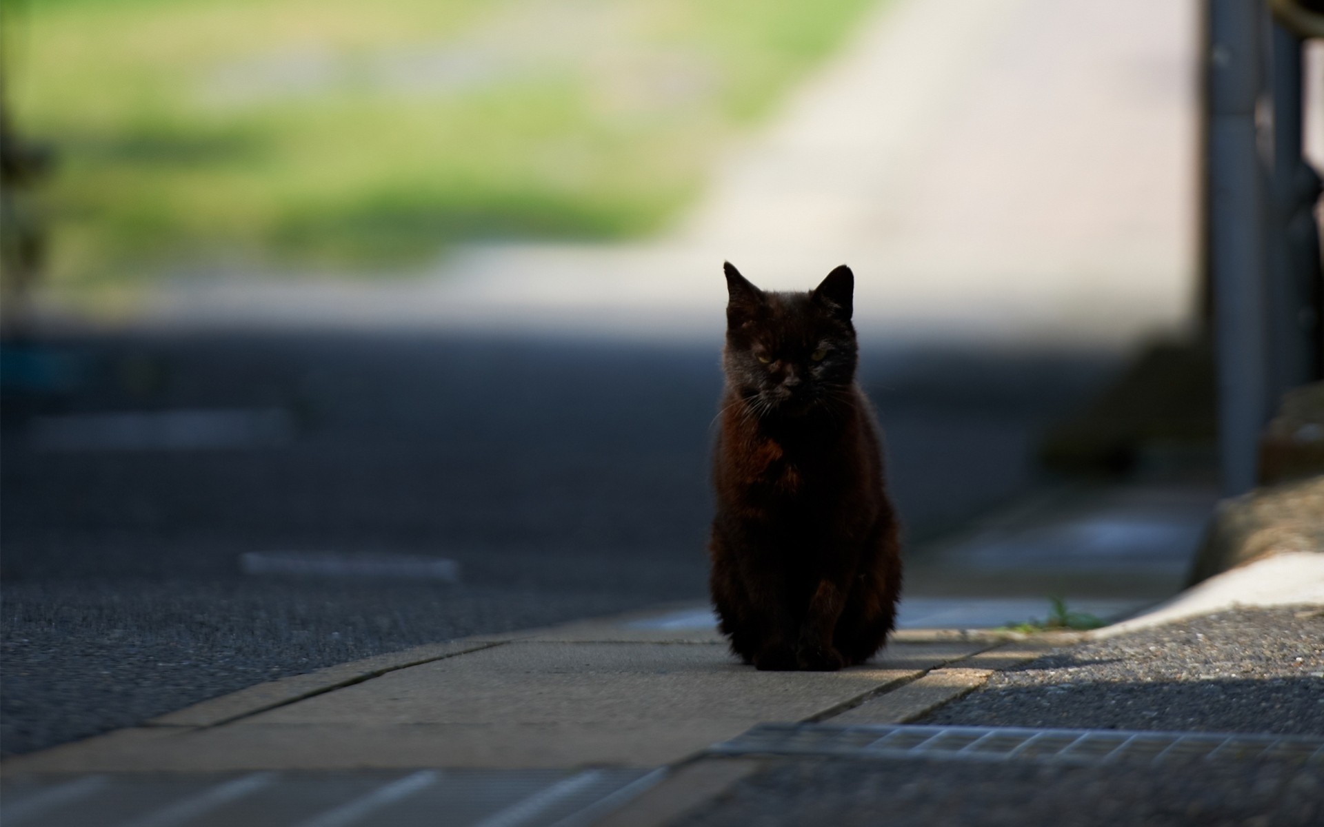 strada gatto soleggiato città nero