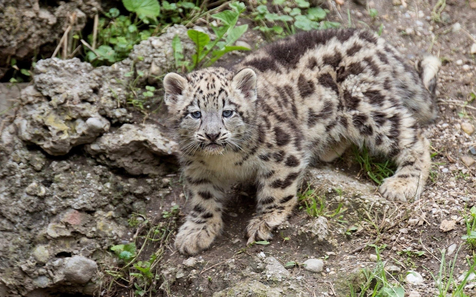 cachorro bestia leopardo