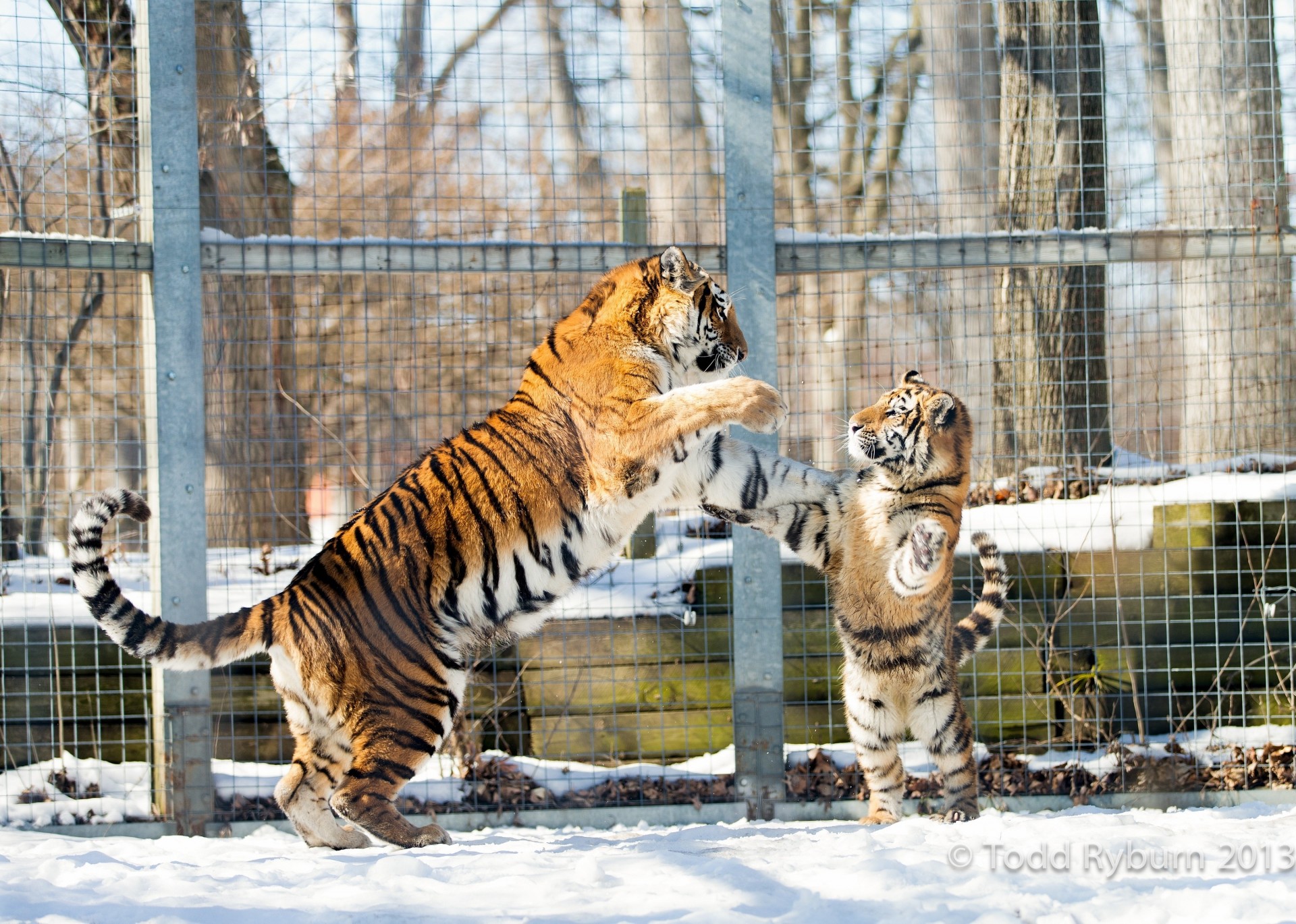 chats sauvages tigres cub chapeaux jeu tigre