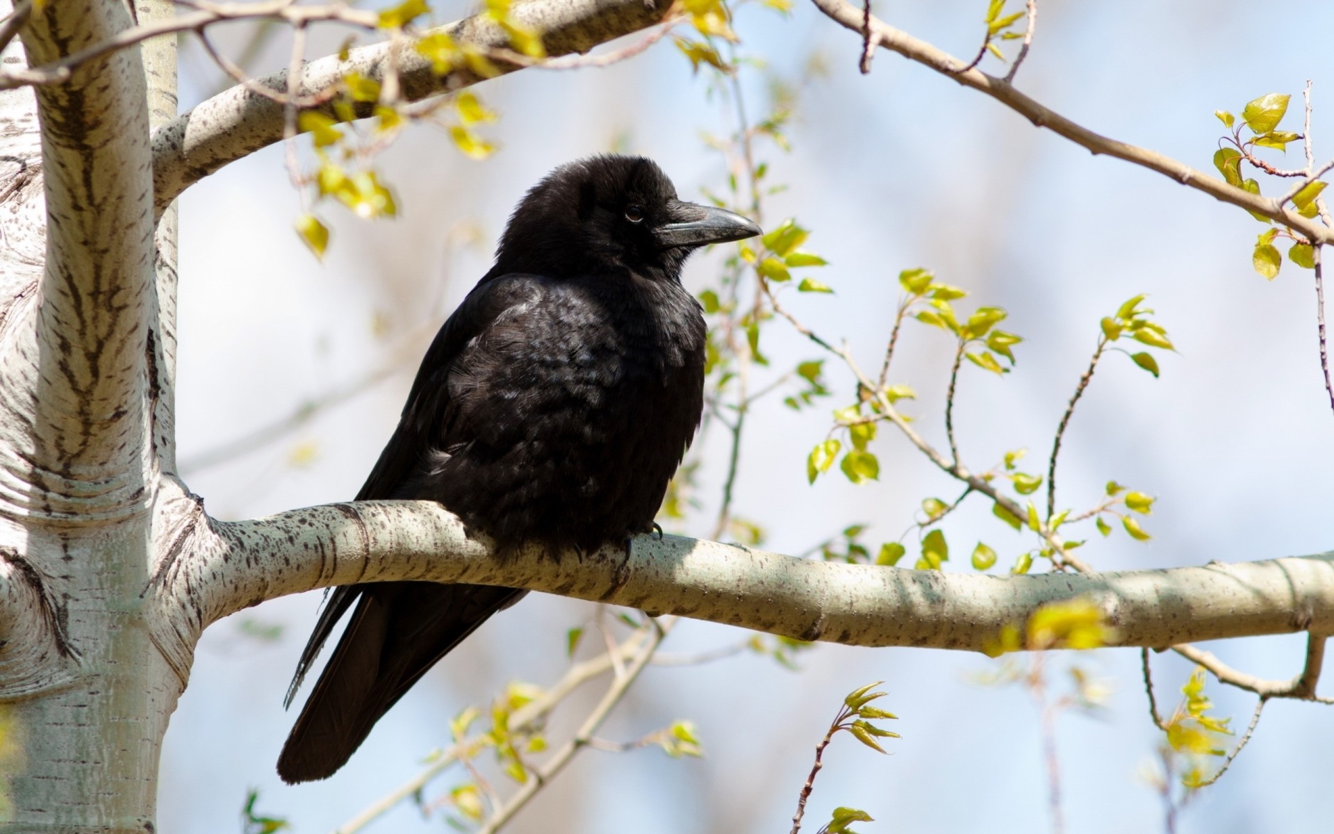 vögel zweig kaninchen baum