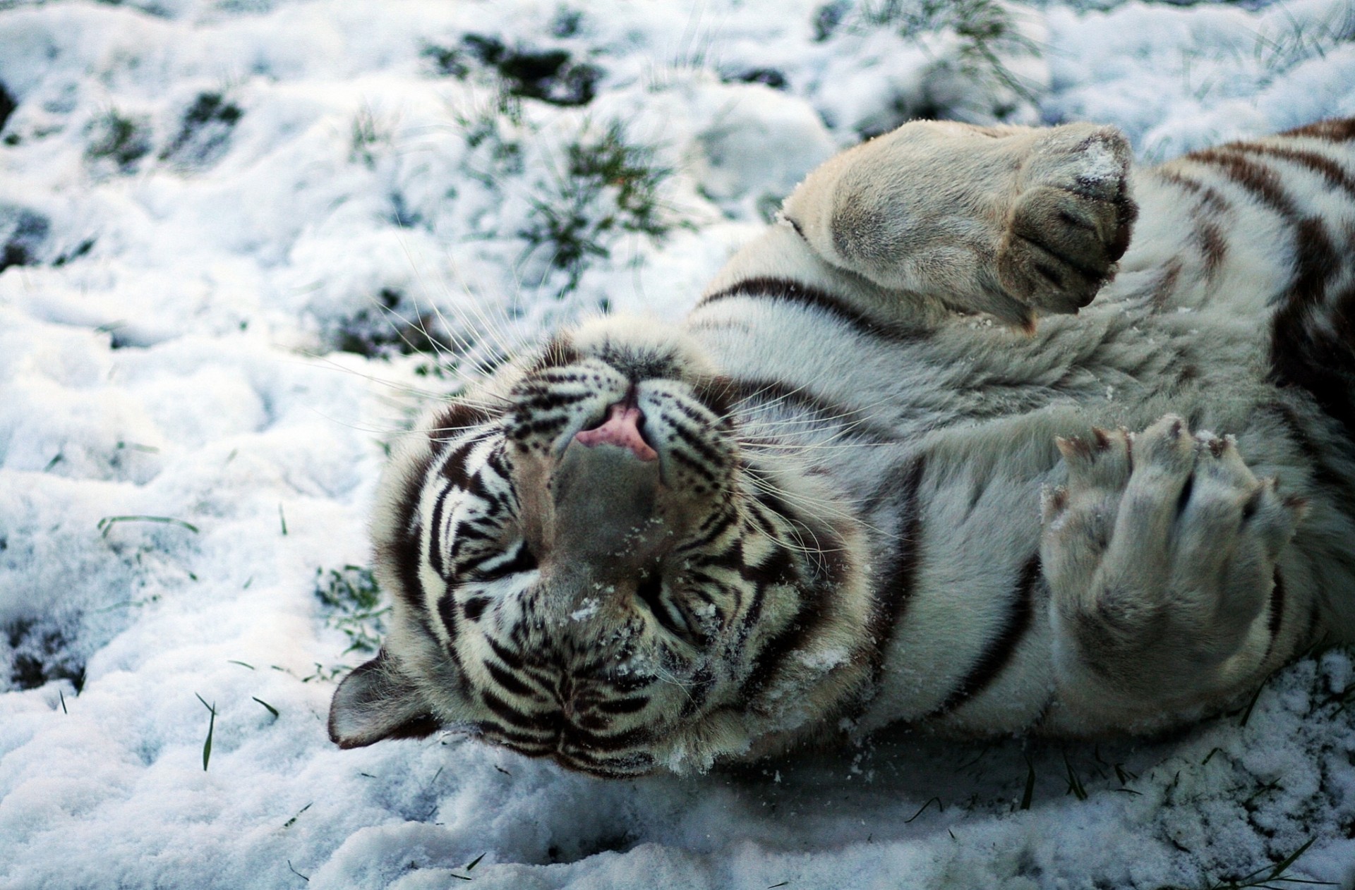 cub żbik kapelusze biały tygrys