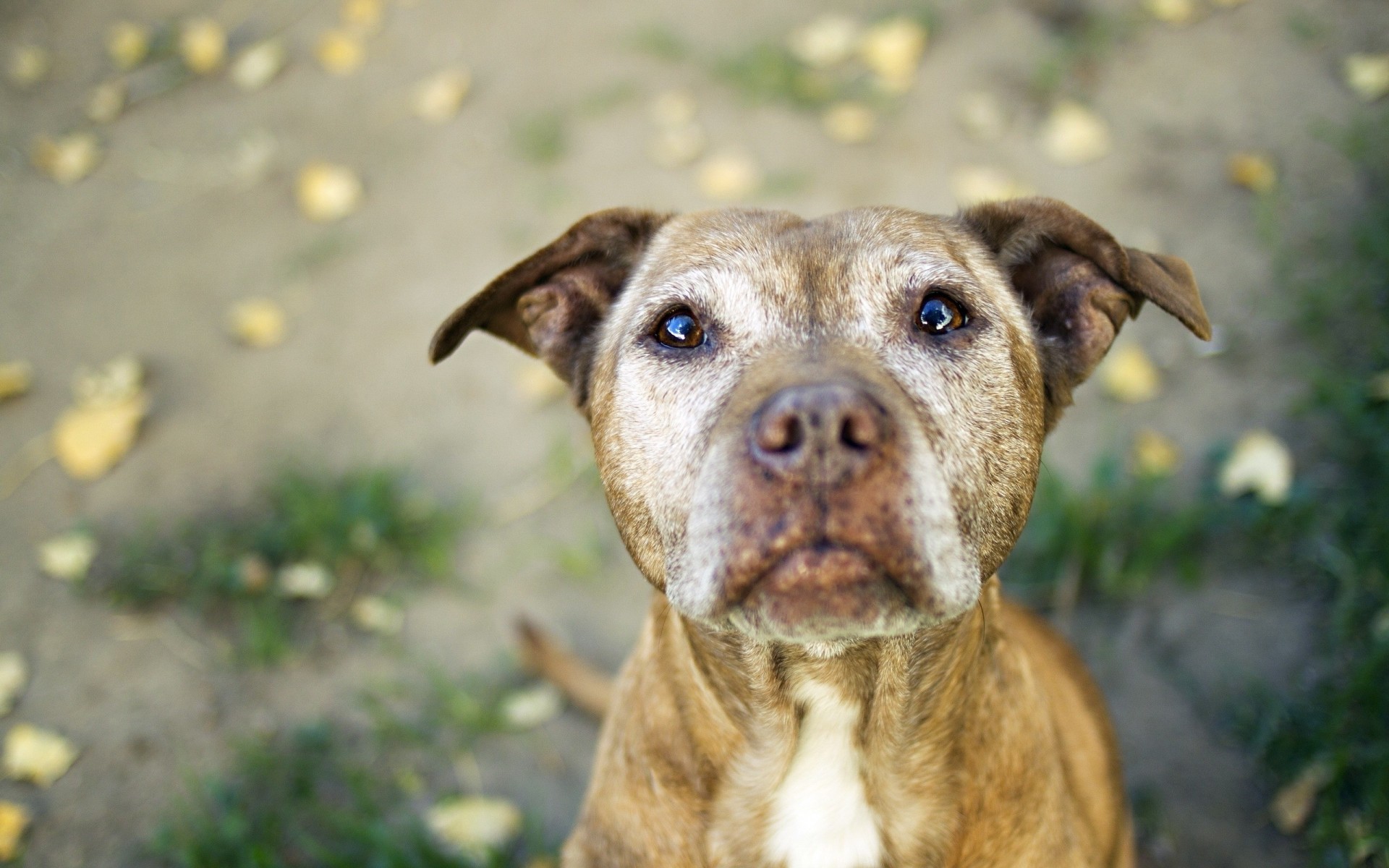 chien ami dents pit-bull