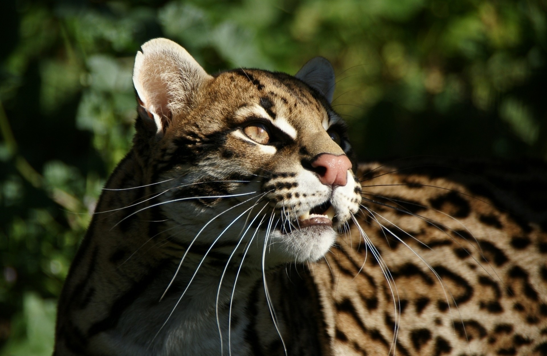 wild cat teeth the ocelot predator