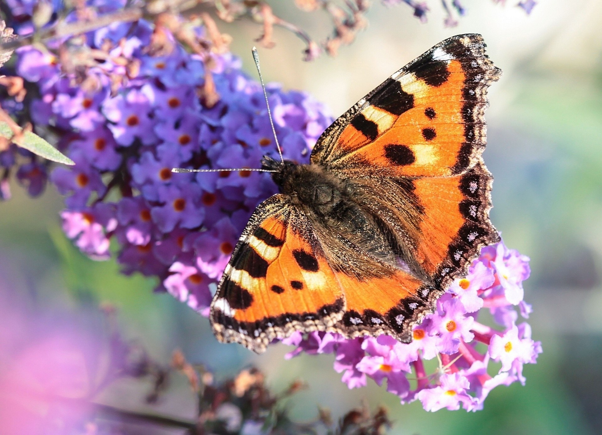 makro blume hintergrundbeleuchtung urtikaria