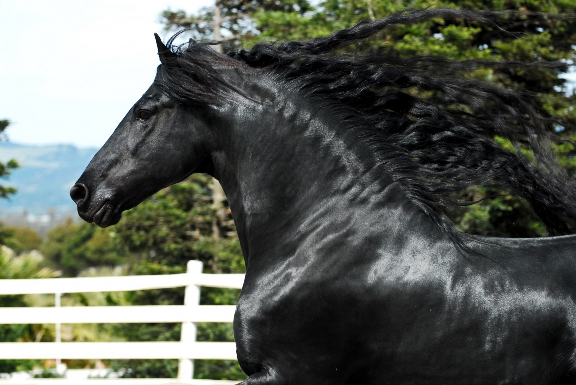 étalon cheval crinière