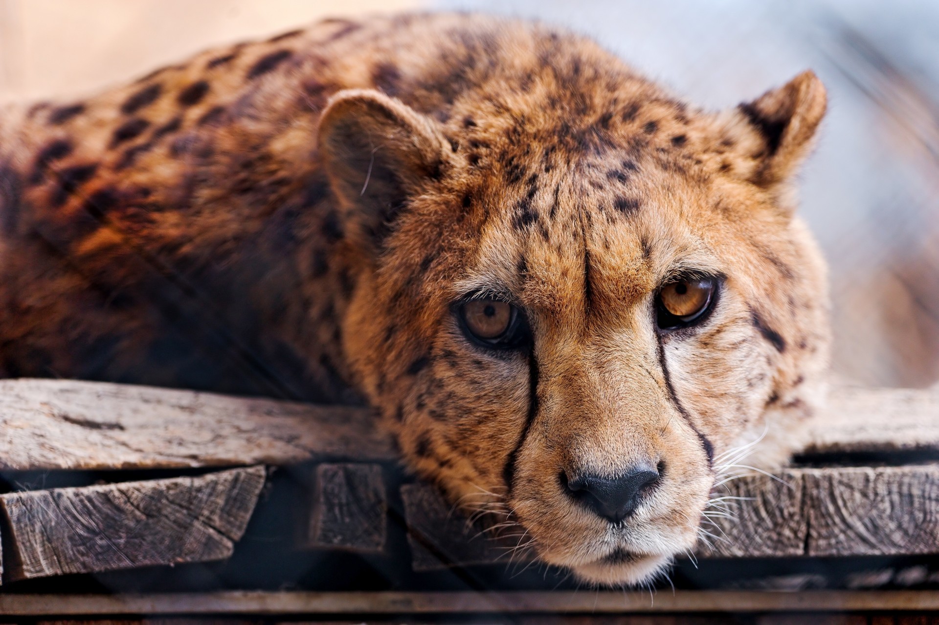 dents guépard espèce prédateur