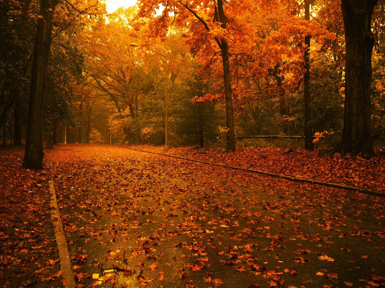 alberi autunno foglie strada