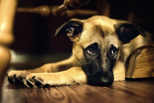 A lying dog with a sad look