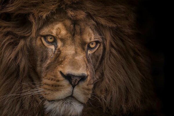 Un León serio sobre un fondo oscuro