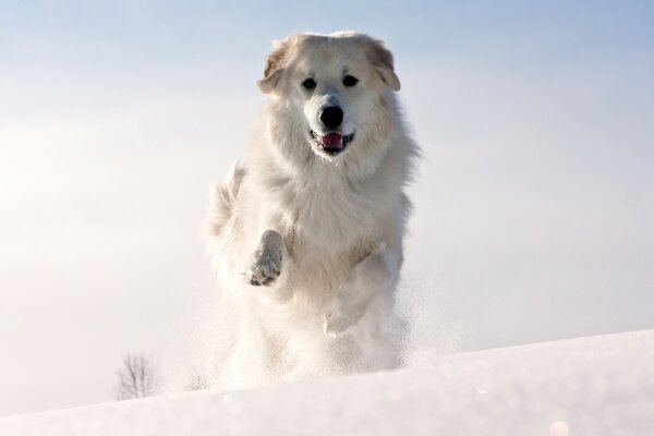 Photo a white dog runs in winter