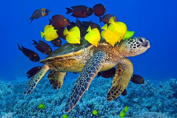 A turtle swimming into the camp of beautiful fish