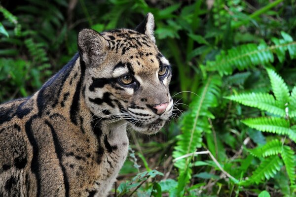 Sehr schöner rauchiger Leopard